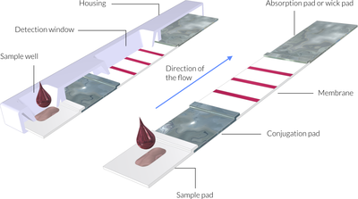 Lateral-Flow-Test