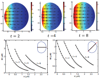 Using COMSOL Multiphysics® Software for Benchmarking Problems in Cell ...