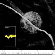3D-Simulation of Action Potential Propagation in a Squid Giant Axon