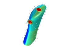 Human Torso Model for Heat Transfer Analysis