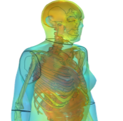 Development of Female and Male Thermoregulatory Models using COMSOL