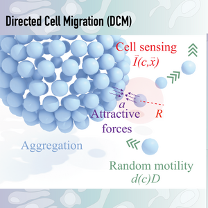 Directed cell migration continuum model as explanation for biological ...