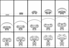 Undergraduate Studies of Supersonic Flow from a Converging-Diverging Nozzle