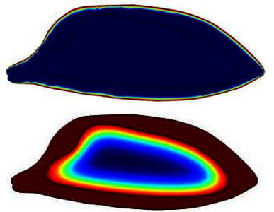 3D Temperature Dependent Model to Predict Hydration Kinetics of Paddy