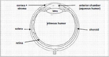 A Virtual Pharmacokinetic Model Of A Human Eye