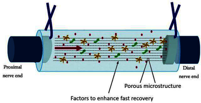 Modeling Fluid-Structure Interaction of Biodegradation in Engineered Tissue ...