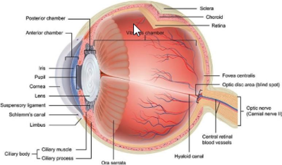 COMSOL® Experience Of Biomechanical Modeling Of Shells And Plates In ...