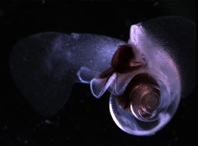 How Decaying Shells Help Preserve the Alkalinity of the Seas